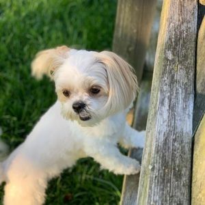 Meet your Posher, Bella